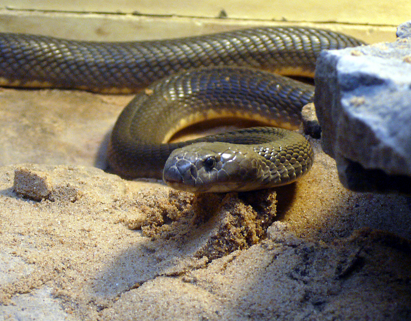 Caspian cobra (Naja oxiana); DISPLAY FULL IMAGE.