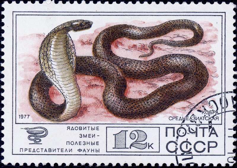 Caspian cobra (Naja oxiana); DISPLAY FULL IMAGE.