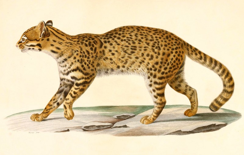 Geoffroy's cat (Leopardus geoffroyi); DISPLAY FULL IMAGE.