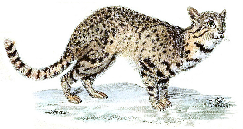 Geoffroy's cat (Leopardus geoffroyi); DISPLAY FULL IMAGE.