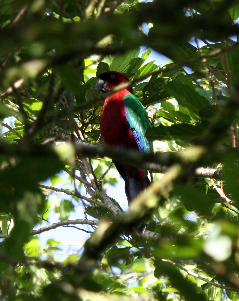 maroon shining parrot (Prosopeia tabuensis); DISPLAY FULL IMAGE.