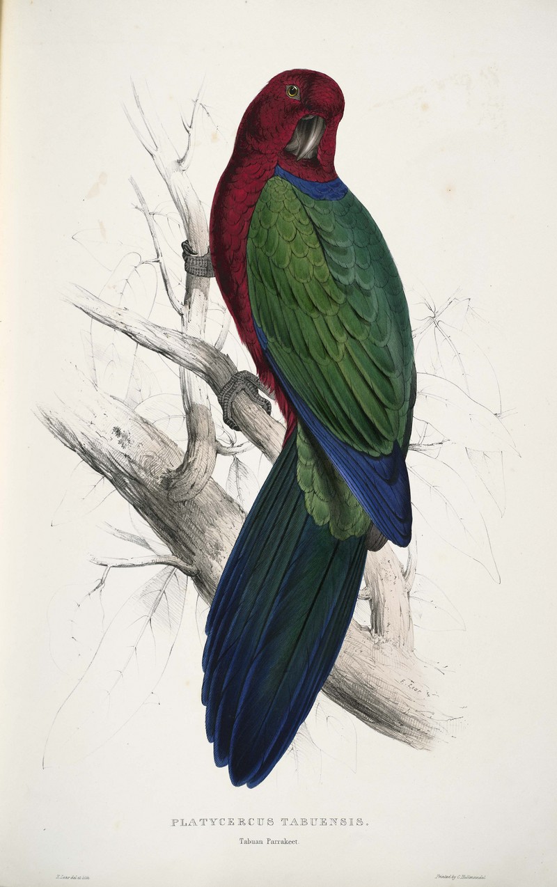 maroon shining parrot (Prosopeia tabuensis); DISPLAY FULL IMAGE.