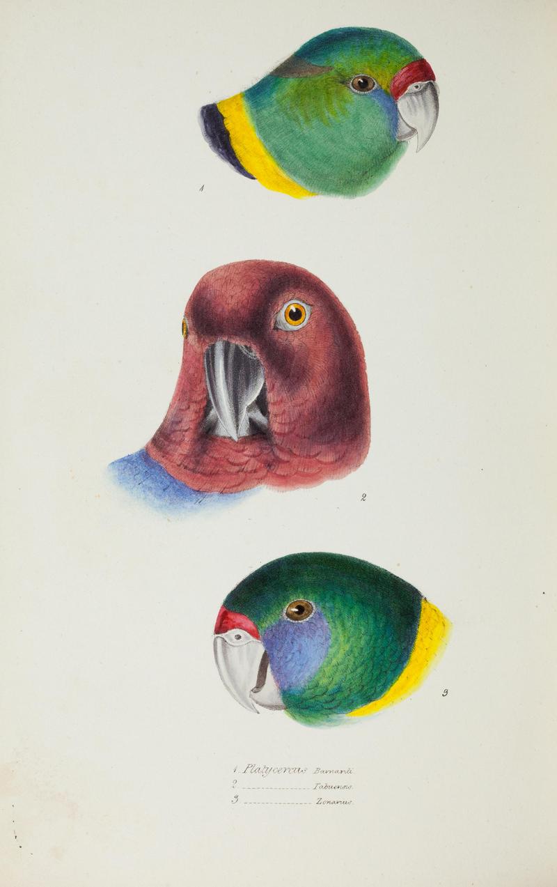 Australian ringneck (Barnardius zonarius), maroon shining parrot (Prosopeia tabuensis); DISPLAY FULL IMAGE.