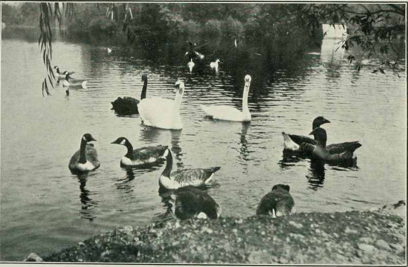 Canada goose (Branta canadensis), mute swan (Cygnus olor), black swan (Cygnus atratus); DISPLAY FULL IMAGE.