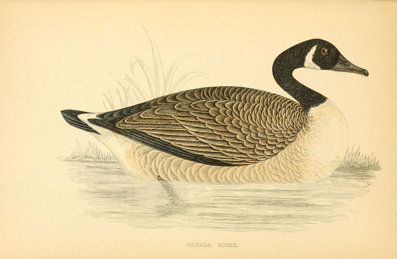Canada goose (Branta canadensis); DISPLAY FULL IMAGE.