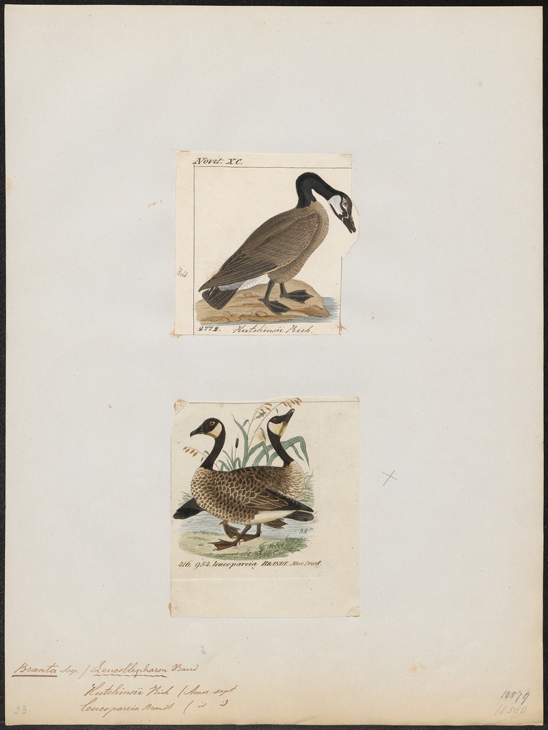 cackling goose (Branta hutchinsii); DISPLAY FULL IMAGE.