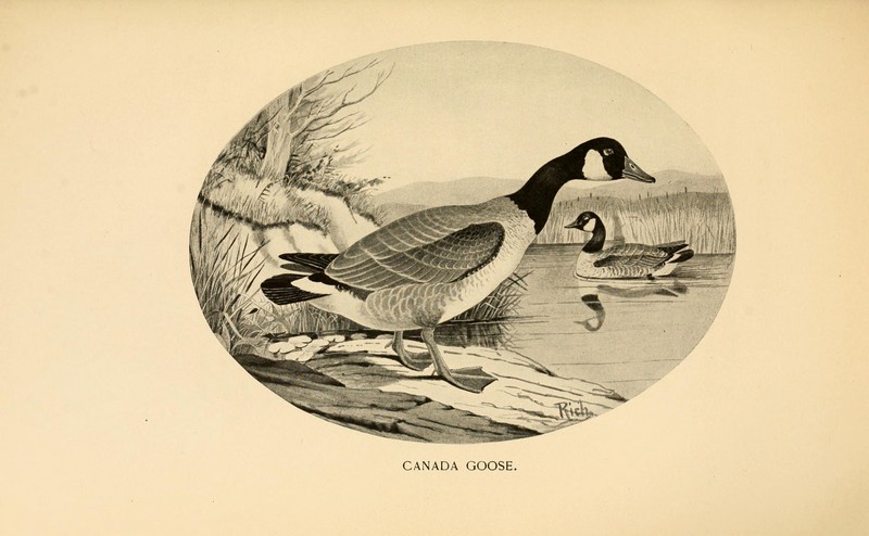 Canada goose (Branta canadensis); DISPLAY FULL IMAGE.