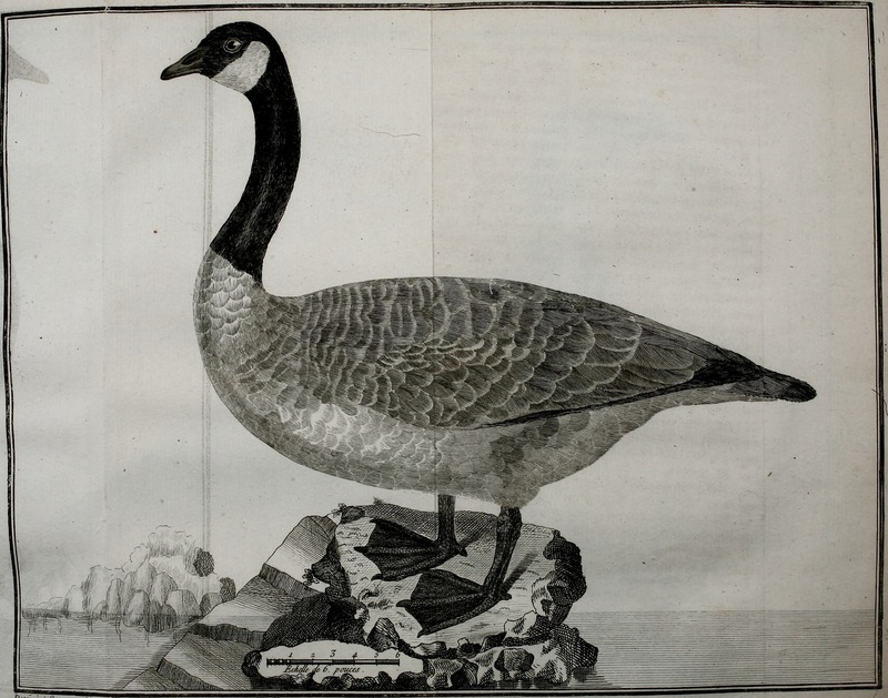 Canada goose (Branta canadensis); DISPLAY FULL IMAGE.