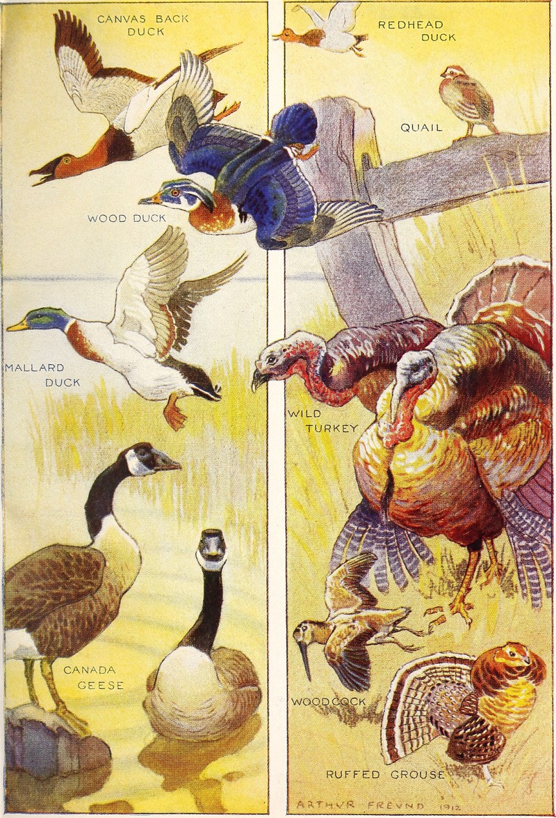 canvasback duck (Aythya valisineria), redhead (Aythya americana), Carolina duck (Aix sponsa), quail, mallard / wild duck (Anas platyrhynchos), wild turkey (Meleagris gallopavo), Canada goose (Branta canadensis), American woodcock (Scolopax minor), ruffed grouse (Bonasa umbellus); DISPLAY FULL IMAGE.
