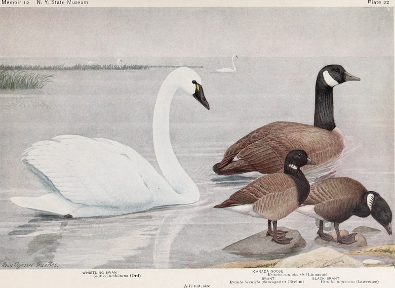 tundra swan (Cygnus columbianus), Canada goose (Branta canadensis), brent goose (Branta bernicla), black brant (Branta bernicla nigricans); DISPLAY FULL IMAGE.