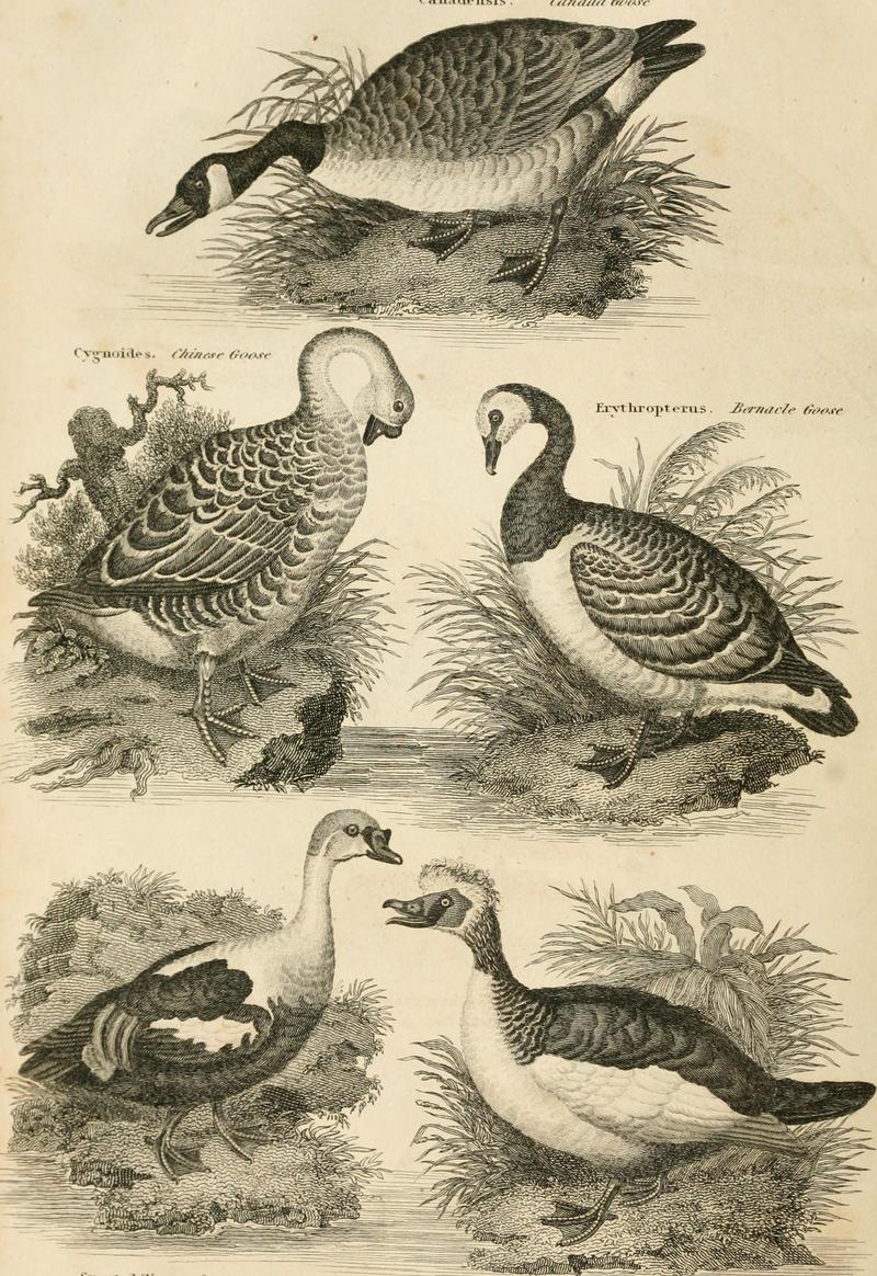 Canada goose (Branta canadensis), Chinese goose (Anser cygnoides), barnacle goose (Branta leucopsis), king eider (Somateria spectabilis), Muscovy duck (Cairina moschata); DISPLAY FULL IMAGE.