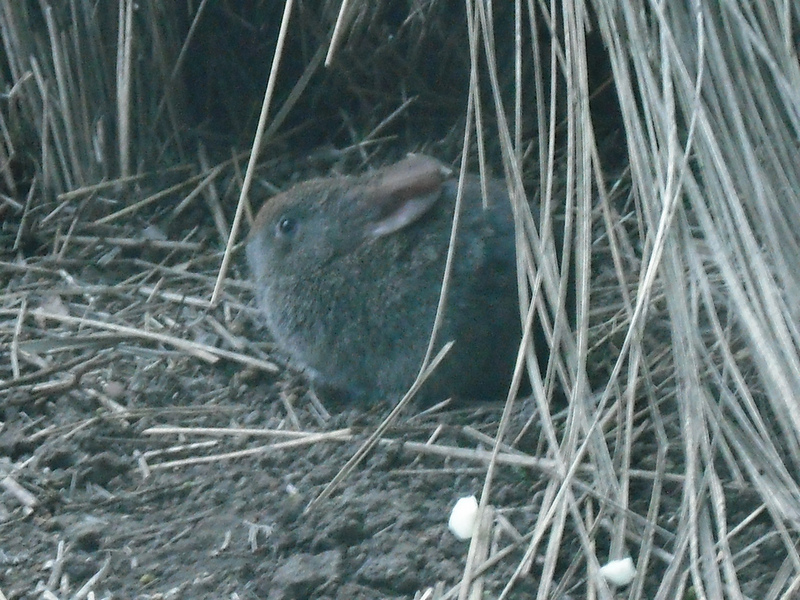 volcano rabbit (Romerolagus diazi); DISPLAY FULL IMAGE.