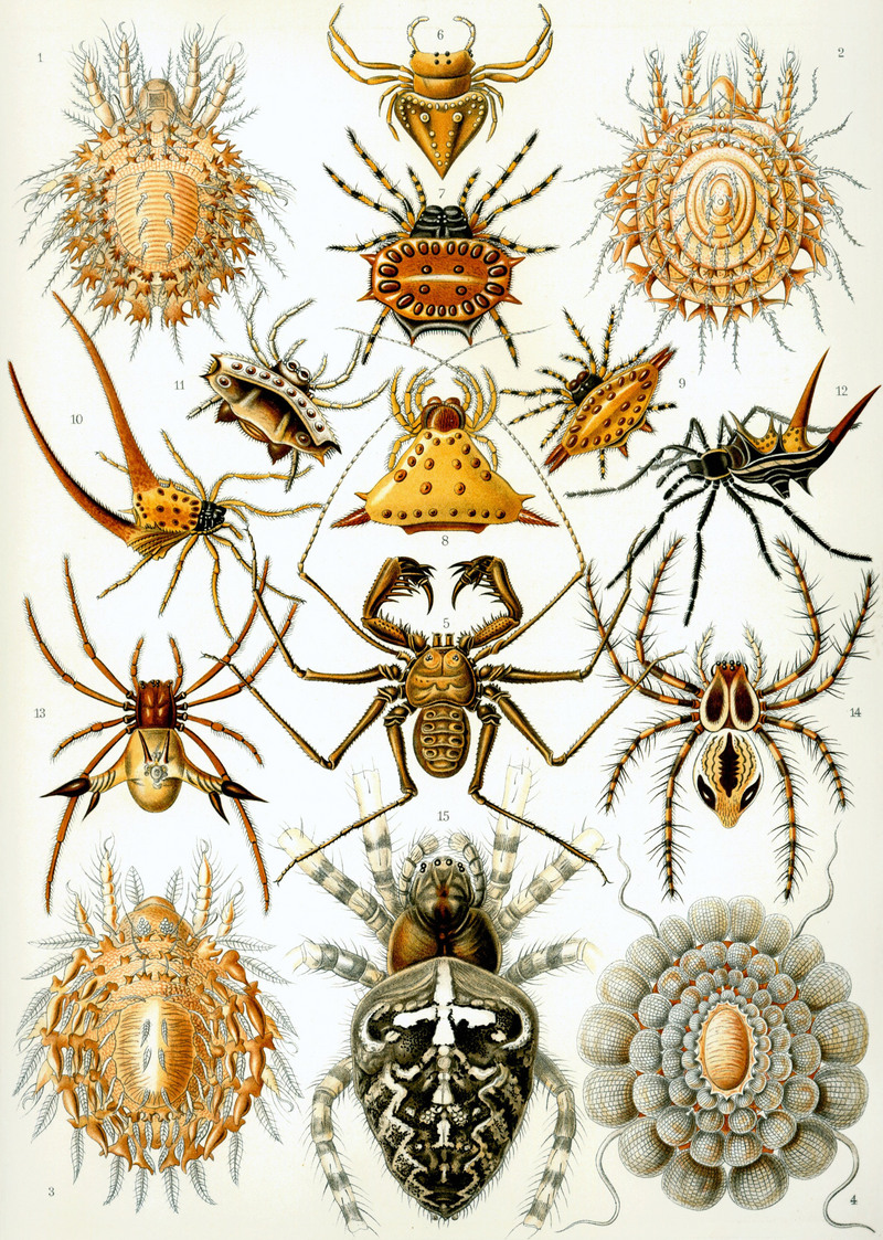 Kunstformen der Natur: Arachnida; DISPLAY FULL IMAGE.