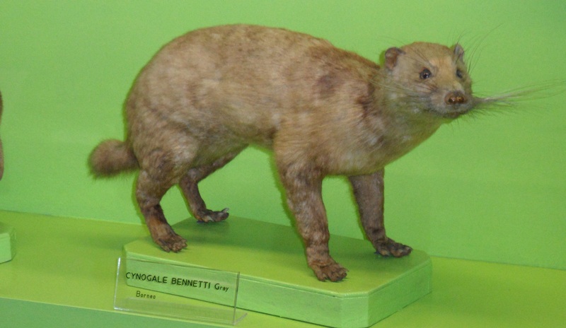otter civet (Cynogale bennettii); DISPLAY FULL IMAGE.