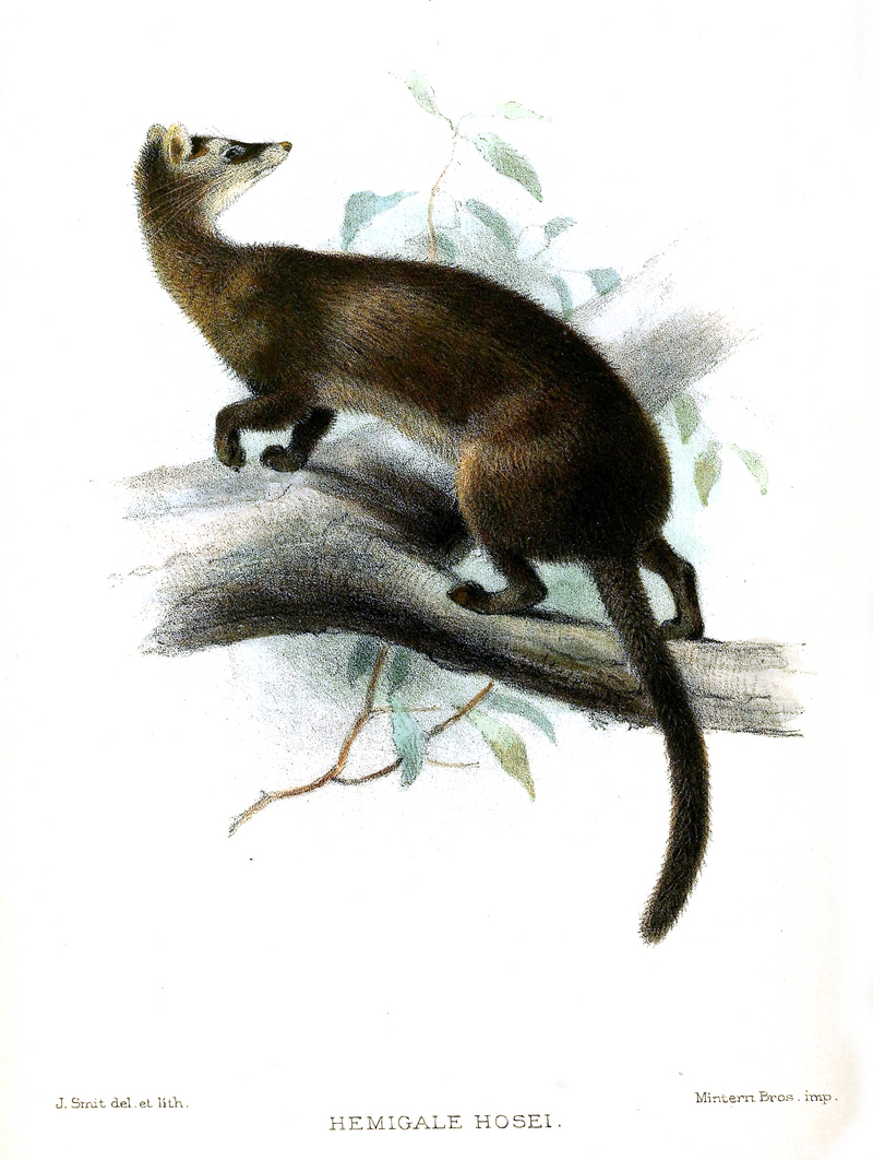 Hose's palm civet (Diplogale hosei); DISPLAY FULL IMAGE.