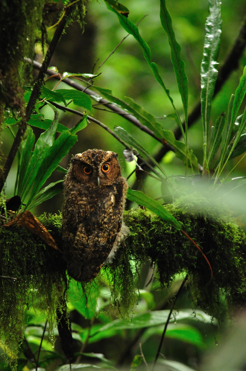 Rajah scops owl (Otus brookii); DISPLAY FULL IMAGE.