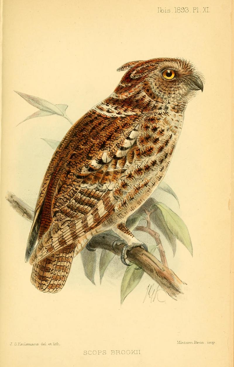 Rajah scops owl (Otus brookii); DISPLAY FULL IMAGE.