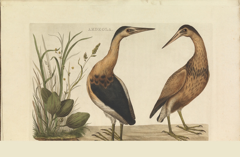 common little bittern (Ixobrychus minutus); DISPLAY FULL IMAGE.