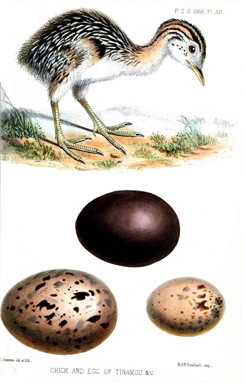 red-winged tinamou (Rhynchotus rufescens), kagu (Rhynochetos jubatus), sunbittern (Eurypyga helias); DISPLAY FULL IMAGE.