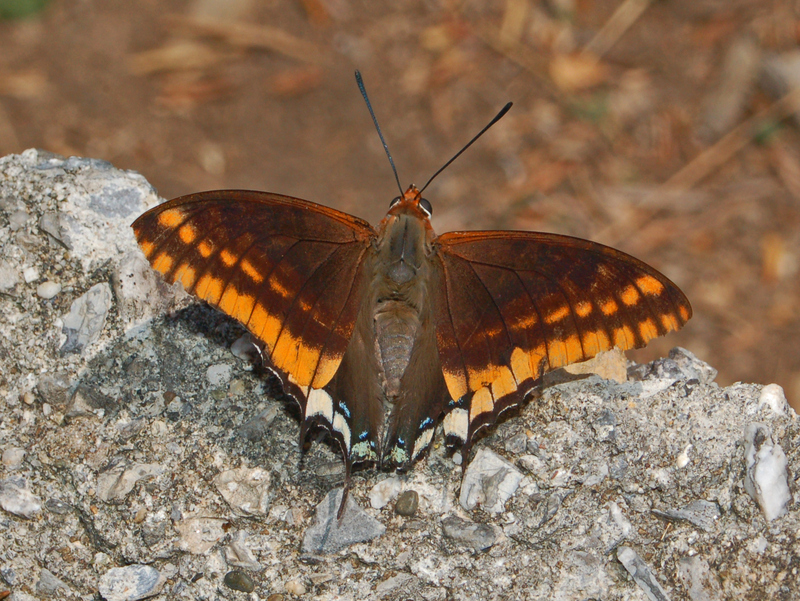 two-tailed pasha (Charaxes jasius); DISPLAY FULL IMAGE.
