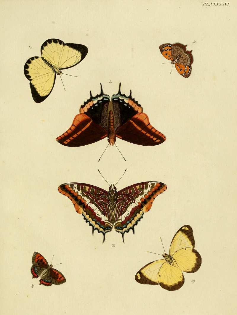 two-tailed pasha (Charaxes jasius), western yellow caper white (Belenois hedyle), small copper butterfly (Lycaena phlaeas); DISPLAY FULL IMAGE.