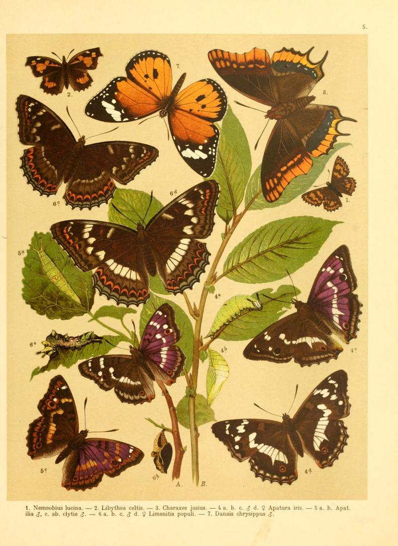 Duke of Burgundy (Hamearis lucina), nettle-tree butterfly (Libythea celtis), two-tailed pasha (Charaxes jasius), purple emperor (Apatura iris), lesser purple emperor (Apatura ilia), poplar admiral (Limenitis populi), plain tiger (Danaus chrysippus); DISPLAY FULL IMAGE.