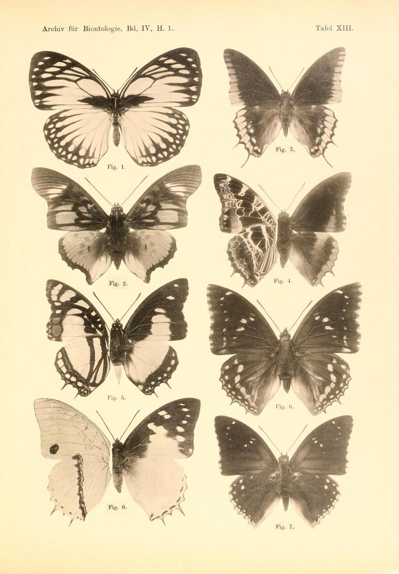 Crossley's forest queen (Euxanthe crossleyi), Charaxes acraeoides, two-tailed pasha (Charaxes jasius), Eudoxus charaxes (Charaxes eudoxus mechowi), noble white charaxes (Charaxes nobilis), Charaxes mixtus, two-spot blue charaxes (Charaxes bipunctatus), Hadrian's white charaxes (Charaxes hadrianus); DISPLAY FULL IMAGE.