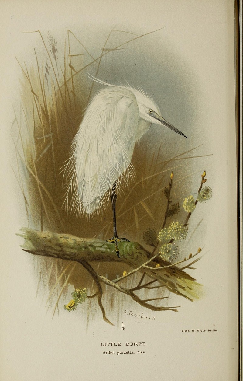 little egret (Egretta garzetta); DISPLAY FULL IMAGE.