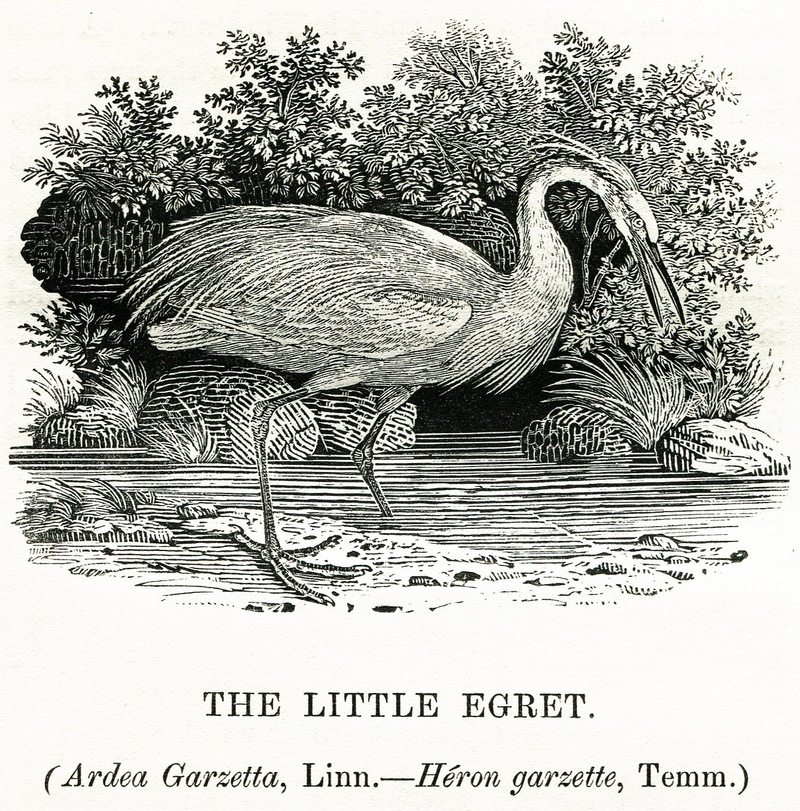little egret (Egretta garzetta); DISPLAY FULL IMAGE.