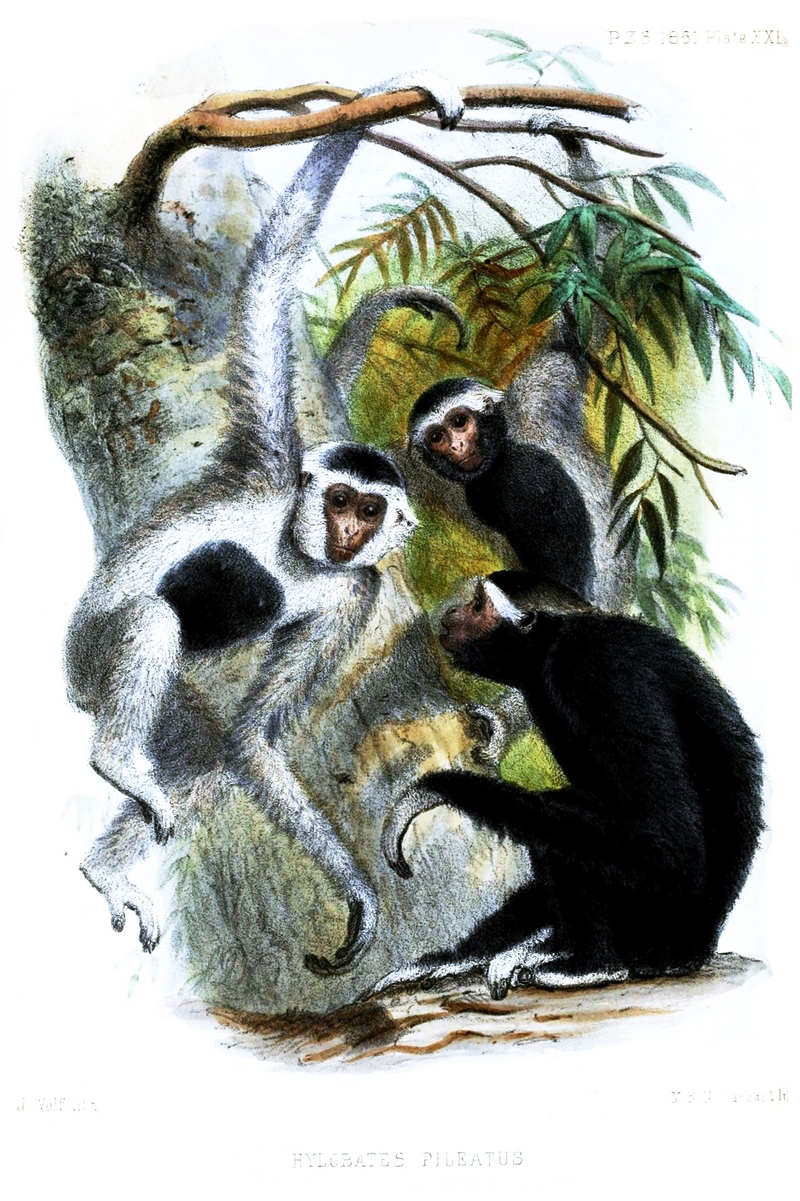 pileated gibbon (Hylobates pileatus); DISPLAY FULL IMAGE.