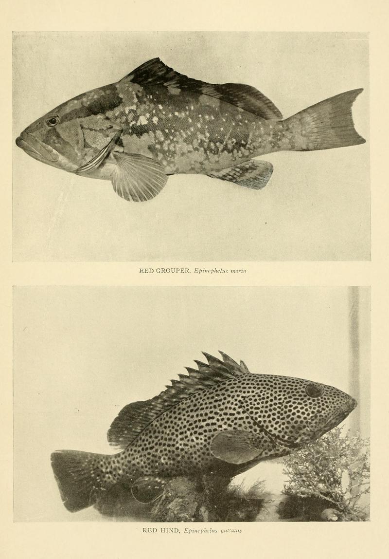 red grouper (Epinephelus morio), red hind (Epinephelus guttatus); DISPLAY FULL IMAGE.