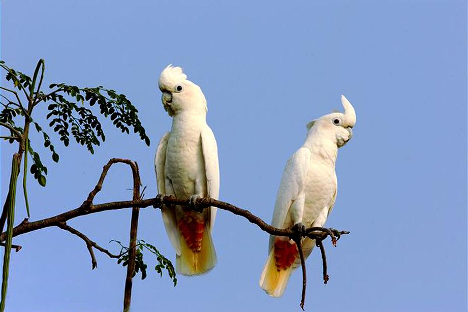 red vented cockatoo
