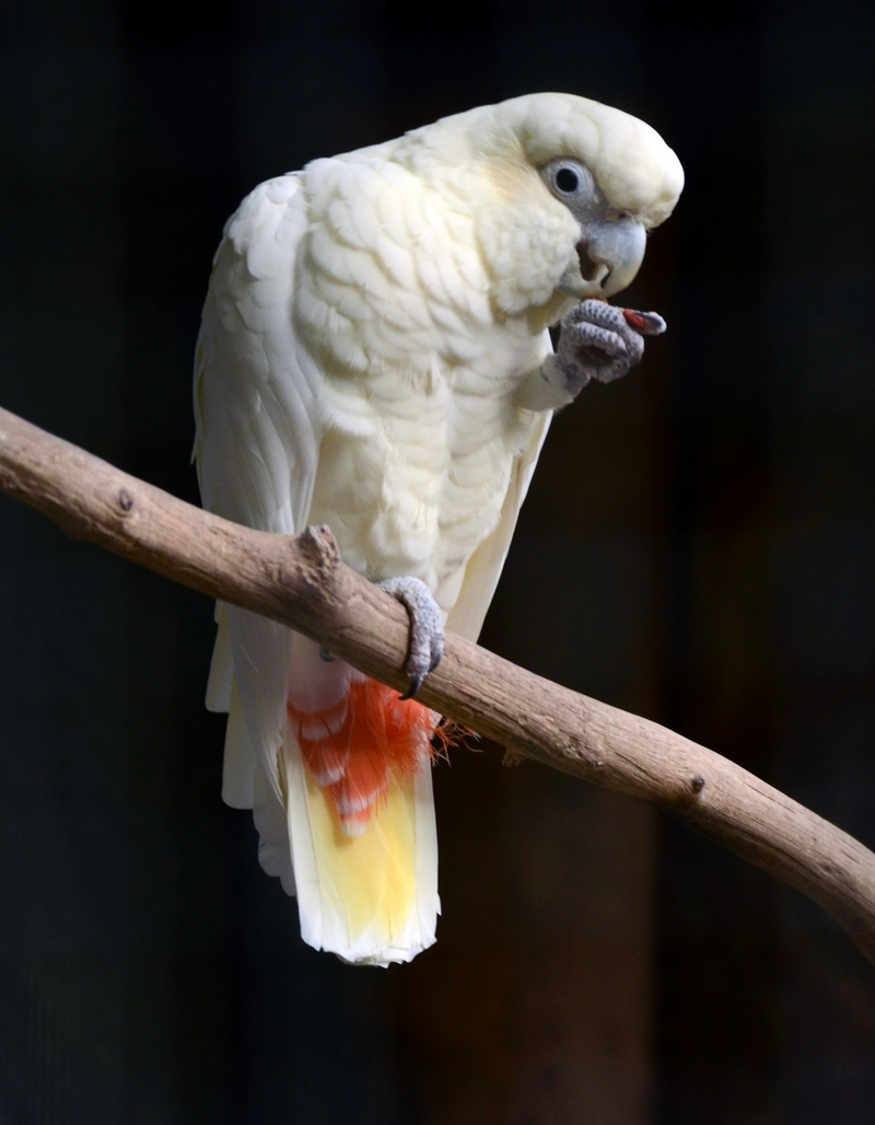 red-vented cockatoo (Cacatua haematuropygia); DISPLAY FULL IMAGE.