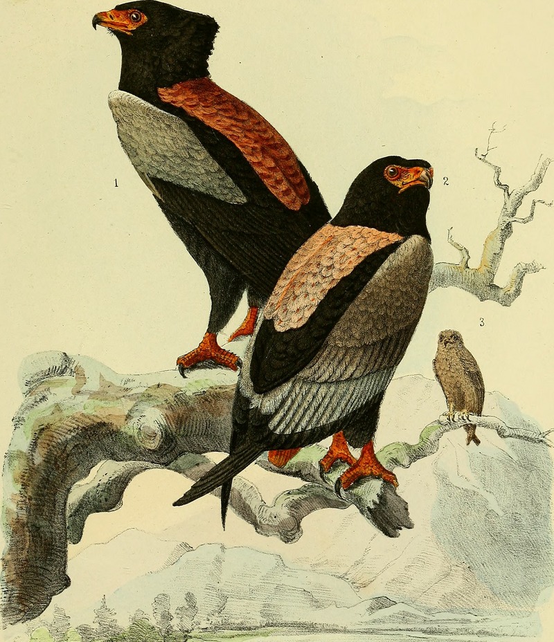 bateleur eagle (Terathopius ecaudatus); DISPLAY FULL IMAGE.