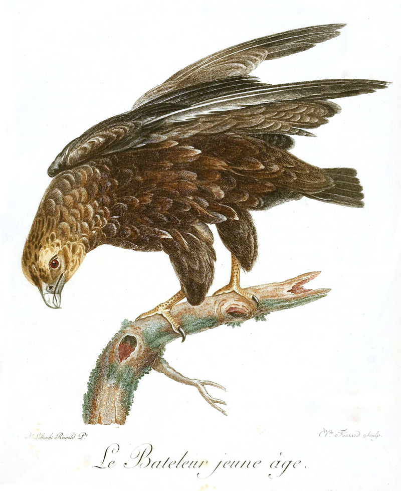 bateleur eagle (Terathopius ecaudatus); DISPLAY FULL IMAGE.