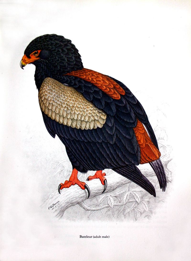 bateleur eagle (Terathopius ecaudatus); DISPLAY FULL IMAGE.