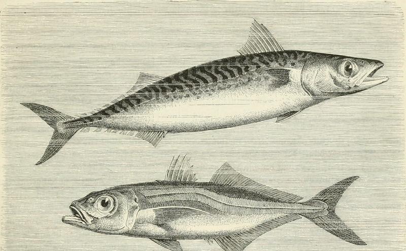Atlantic mackerel (Scomber scombrus), Atlantic horse mackerel (Trachurus trachurus); DISPLAY FULL IMAGE.