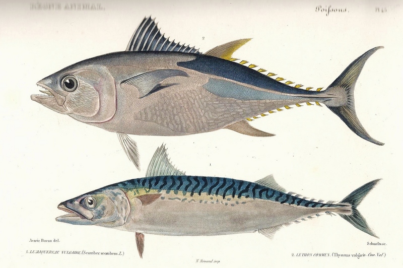 Atlantic bluefin tuna (Thunnus thynnus), Atlantic mackerel (Scomber scombrus); DISPLAY FULL IMAGE.