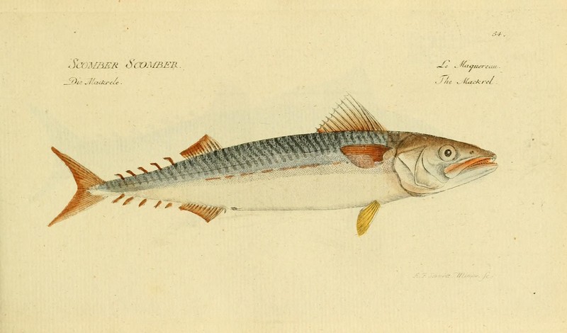Atlantic mackerel (Scomber scombrus); DISPLAY FULL IMAGE.