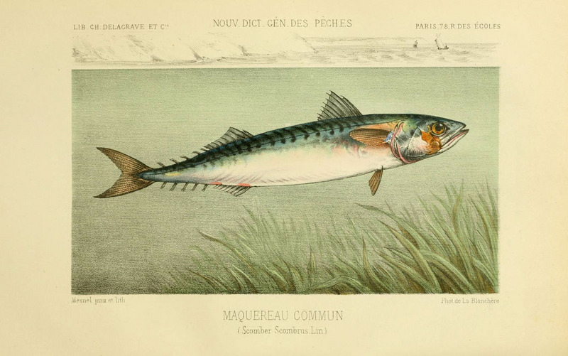 Atlantic mackerel (Scomber scombrus); DISPLAY FULL IMAGE.