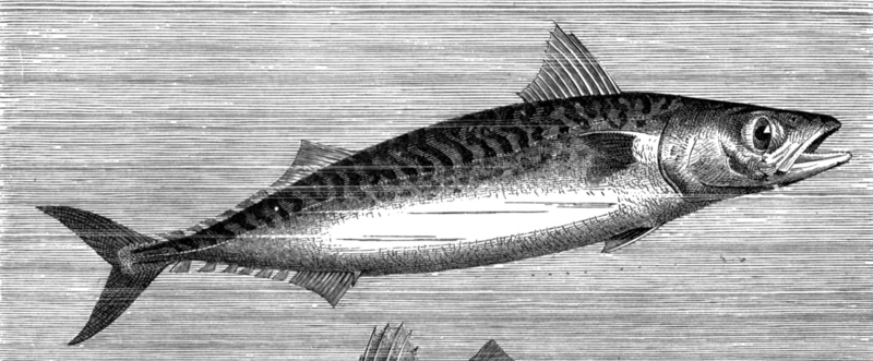 Atlantic mackerel (Scomber scombrus); DISPLAY FULL IMAGE.