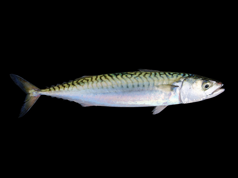 Atlantic mackerel (Scomber scombrus); DISPLAY FULL IMAGE.