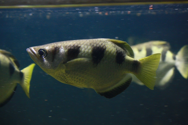 banded archerfish (Toxotes jaculatrix); DISPLAY FULL IMAGE.