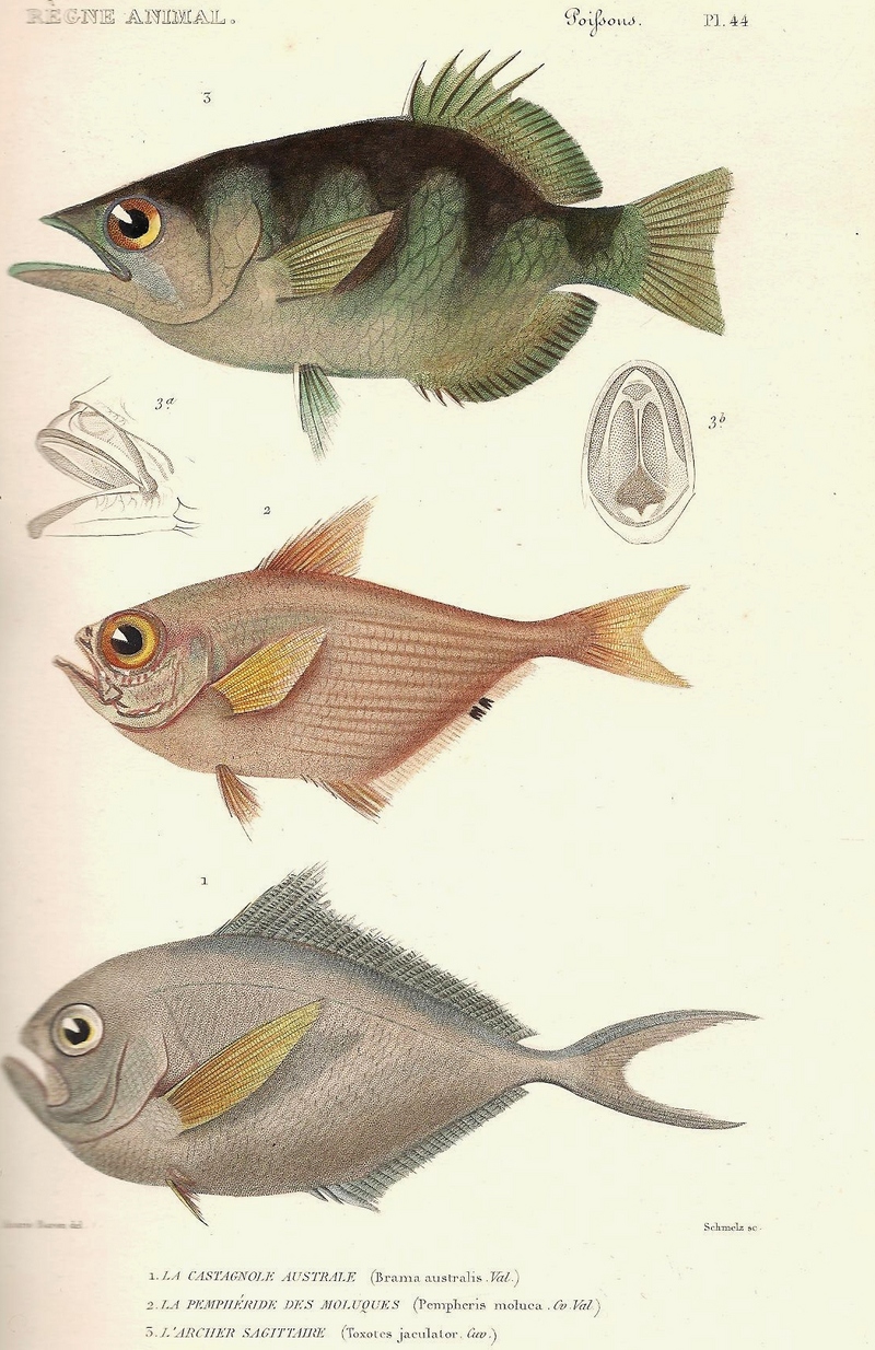 banded archerfish (Toxotes jaculatrix), Moluccan sweeper (Pempheris molucca), southern rays bream (Brama australis); DISPLAY FULL IMAGE.