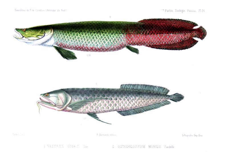 Arapaima Gigas Size
