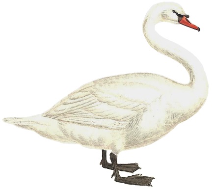 mute swan (Cygnus olor); Image ONLY