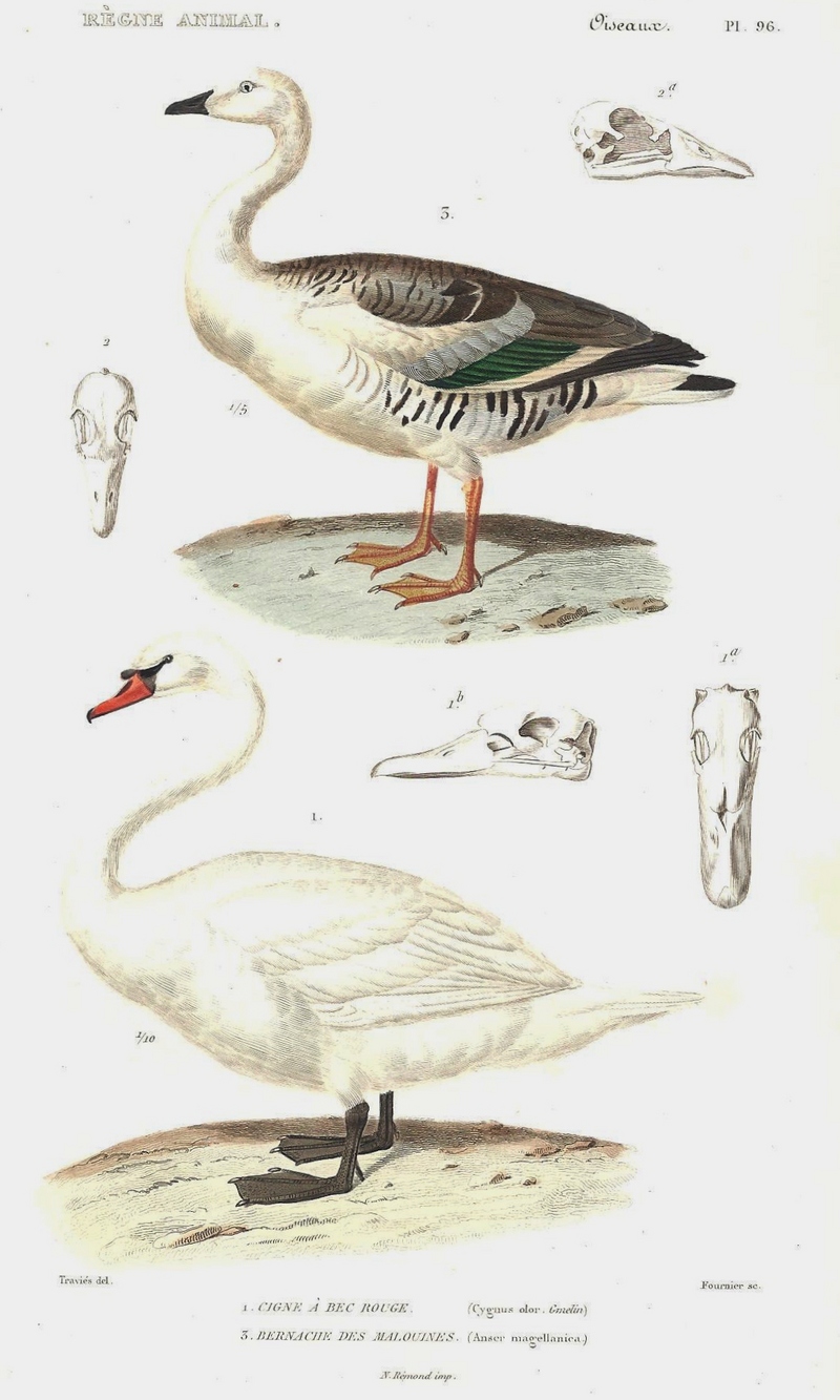 Magellan Goose (Chloephaga picta), mute swan (Cygnus olor); DISPLAY FULL IMAGE.