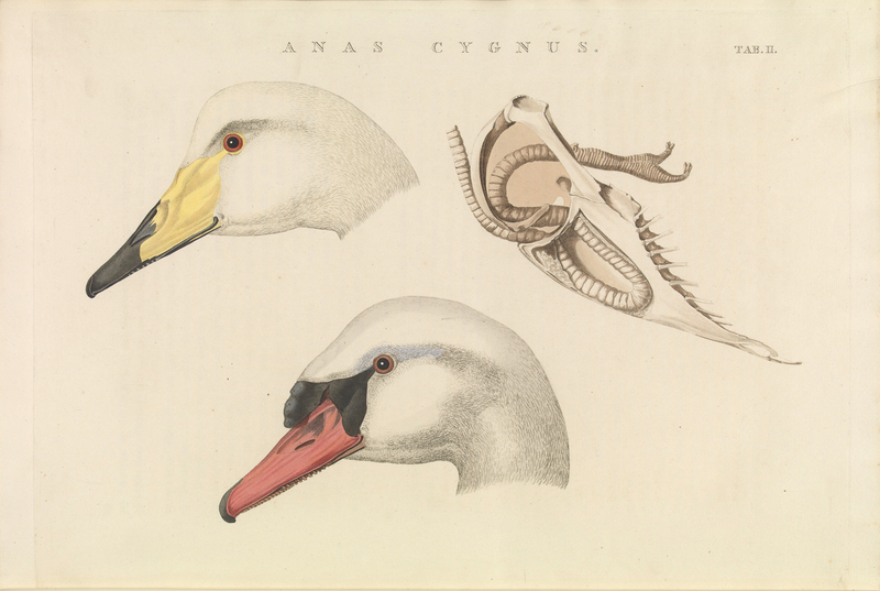whooper swan (Cygnus cygnus), mute swan (Cygnus olor); DISPLAY FULL IMAGE.