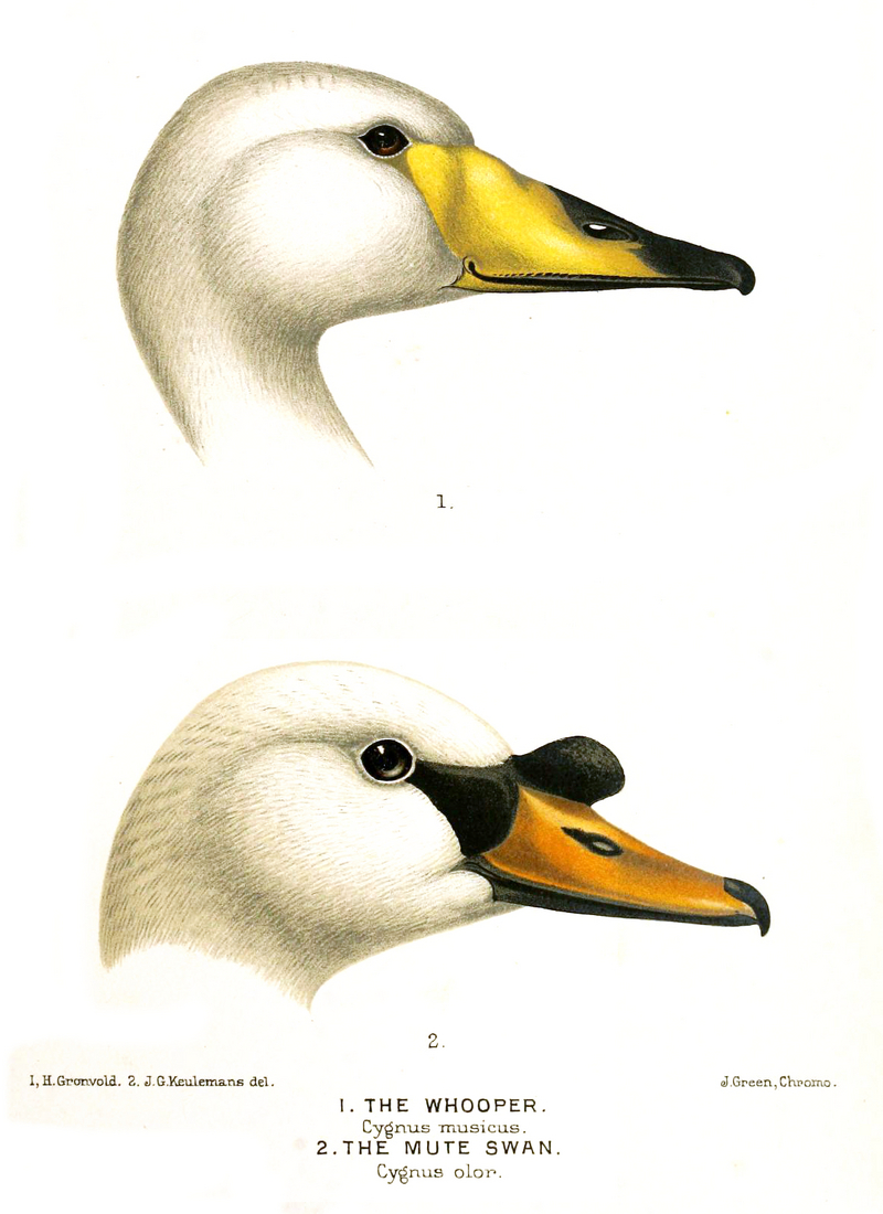 whooper swan (Cygnus cygnus), mute swan (Cygnus olor); DISPLAY FULL IMAGE.