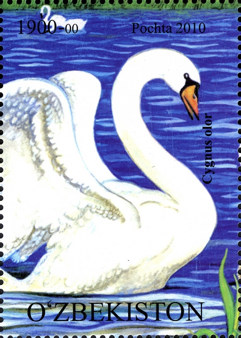 mute swan (Cygnus olor); DISPLAY FULL IMAGE.